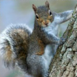 A squirrel climbing a tree, pauses and looks at the camera